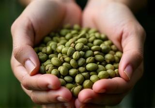 Hands inspecting freshly harvested green coffee beans